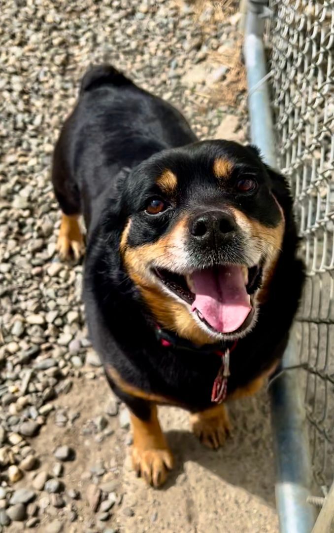 Buddy, an adoptable Corgi in Orleans, VT, 05855 | Photo Image 1