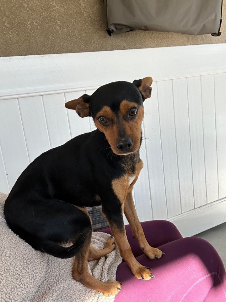 Dog for adoption - Toby, a Miniature Pinscher in Huntington Beach, CA ...