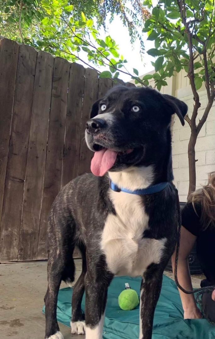 Bernese mountain dog hot sale and pitbull mix