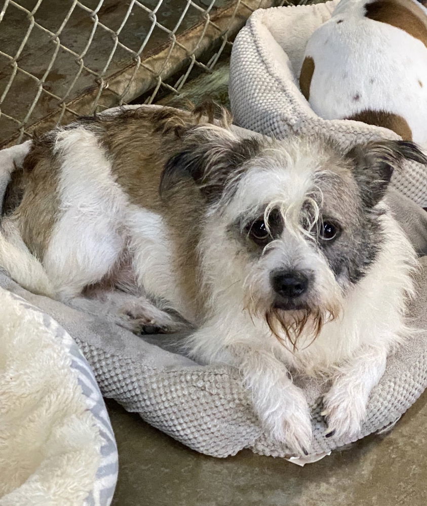 Dog for adoption - Todd*, a Jack Russell Terrier Mix in Columbia, TN ...