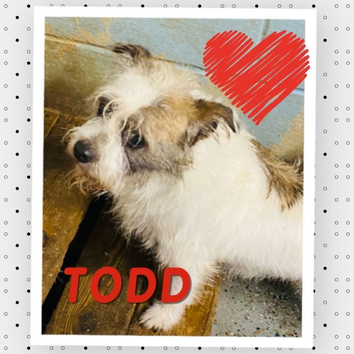 Todd* 2