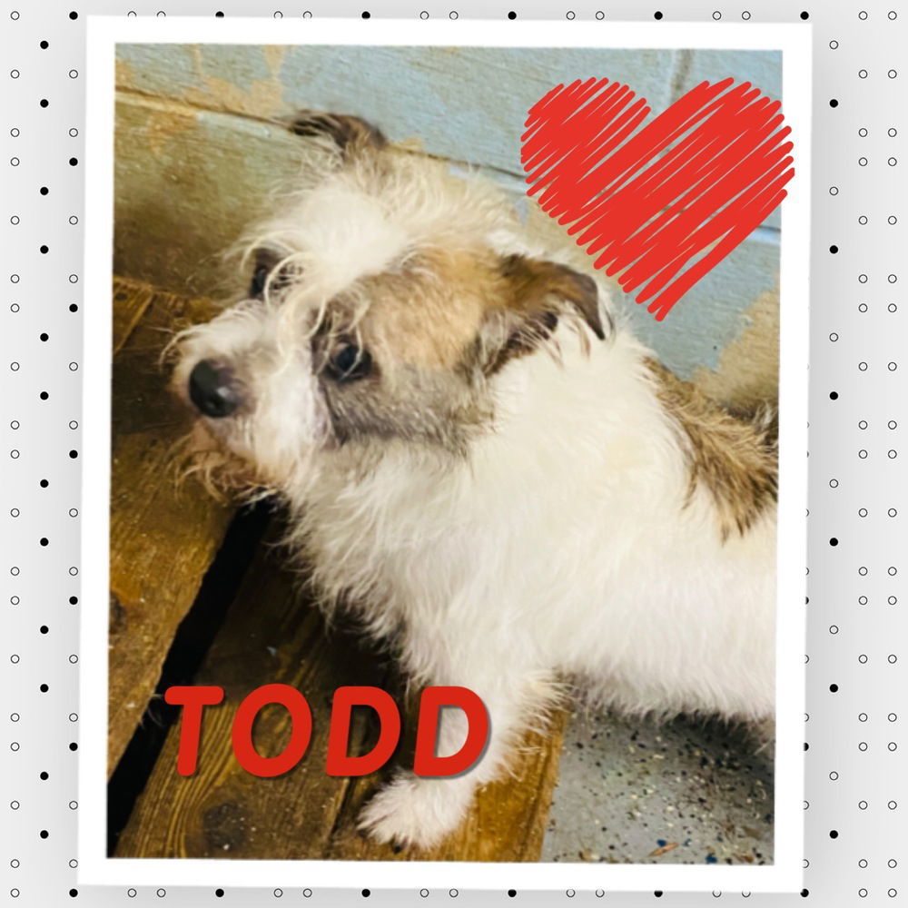 Todd*, an adoptable Jack Russell Terrier in Columbia, TN, 38401 | Photo Image 2