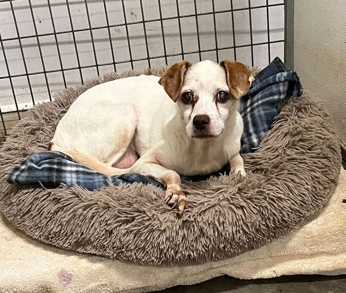 Chicken *, an adoptable Jack Russell Terrier in Columbia, TN, 38401 | Photo Image 1