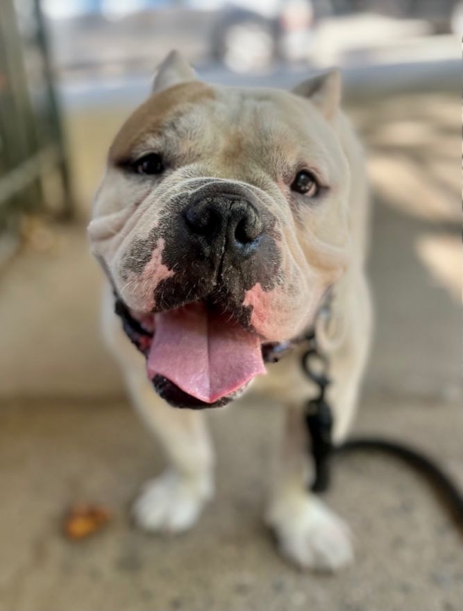 American bully and store english bulldog mix