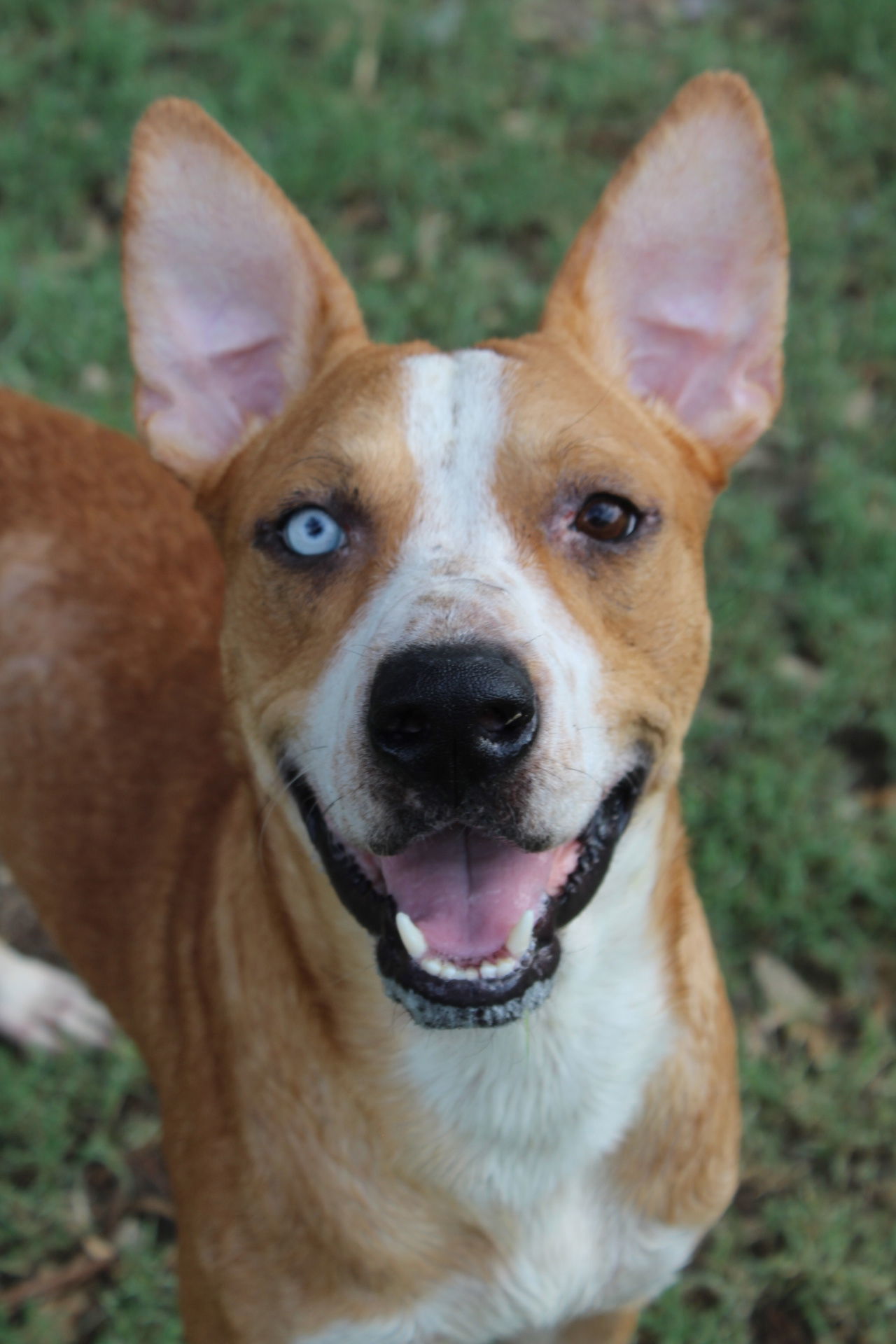 Rascal, an adoptable Pit Bull Terrier in El Centro, CA, 92243 | Photo Image 1