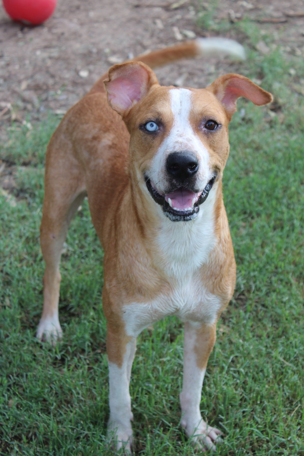 Rascal, an adoptable Pit Bull Terrier in El Centro, CA, 92243 | Photo Image 2