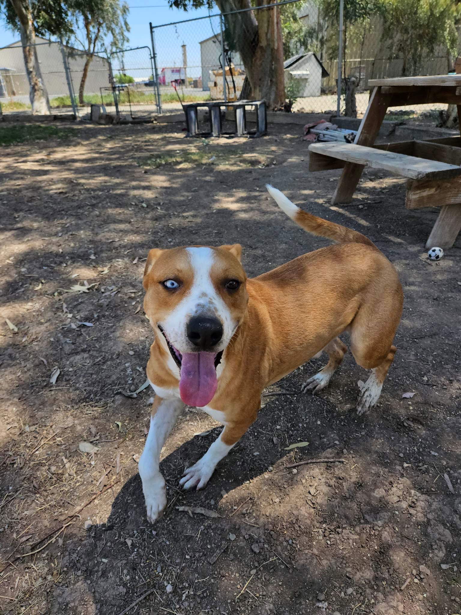 Rascal, an adoptable Pit Bull Terrier in El Centro, CA, 92243 | Photo Image 3