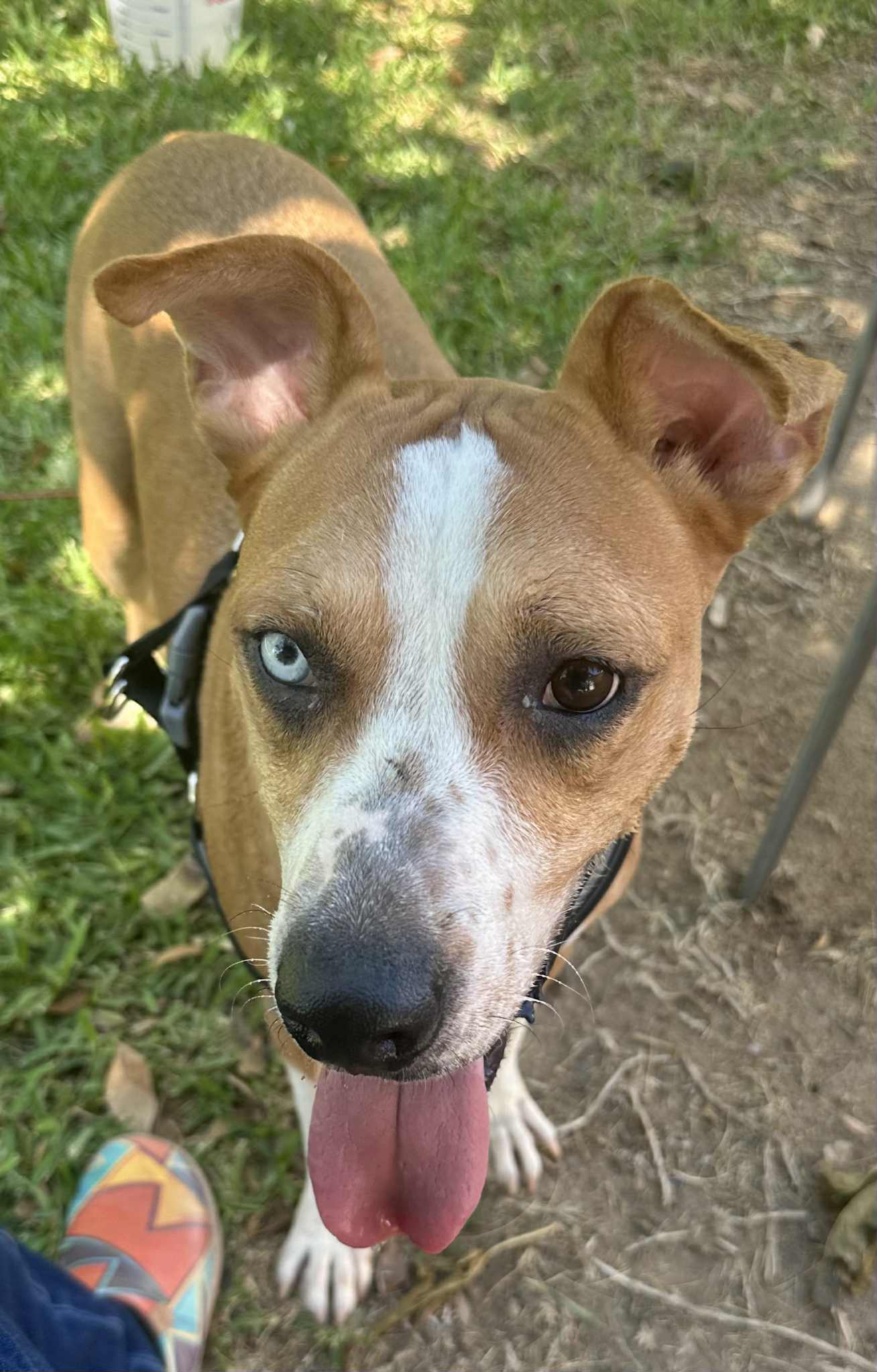 Rascal, an adoptable Pit Bull Terrier in El Centro, CA, 92243 | Photo Image 3