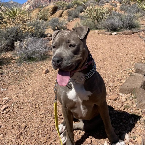 Kiwi, an adoptable American Staffordshire Terrier in Las Vegas, NV, 89146 | Photo Image 1
