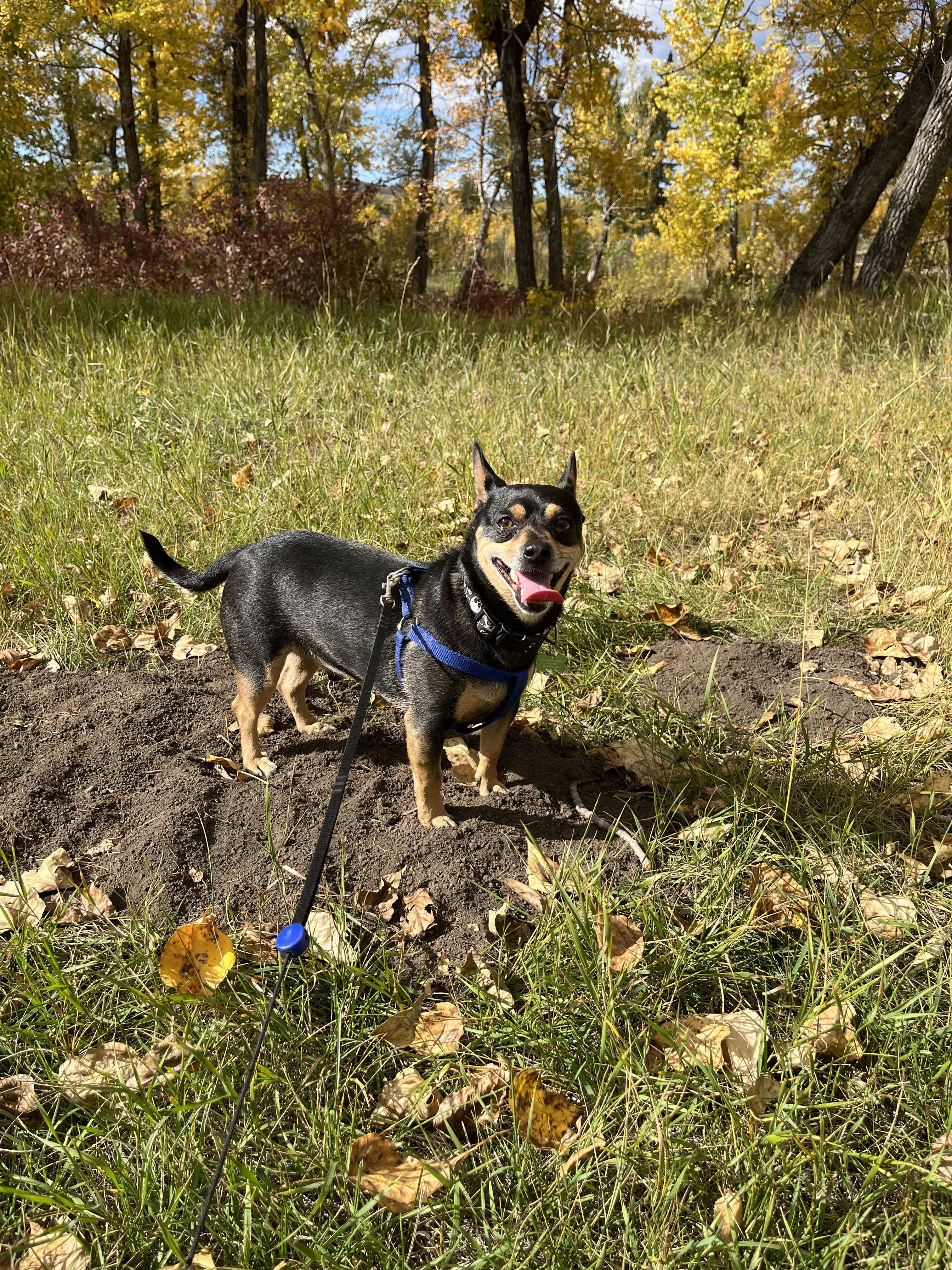 Chiko, an adoptable Chihuahua in Calgary, AB, T3E 7R3 | Photo Image 4