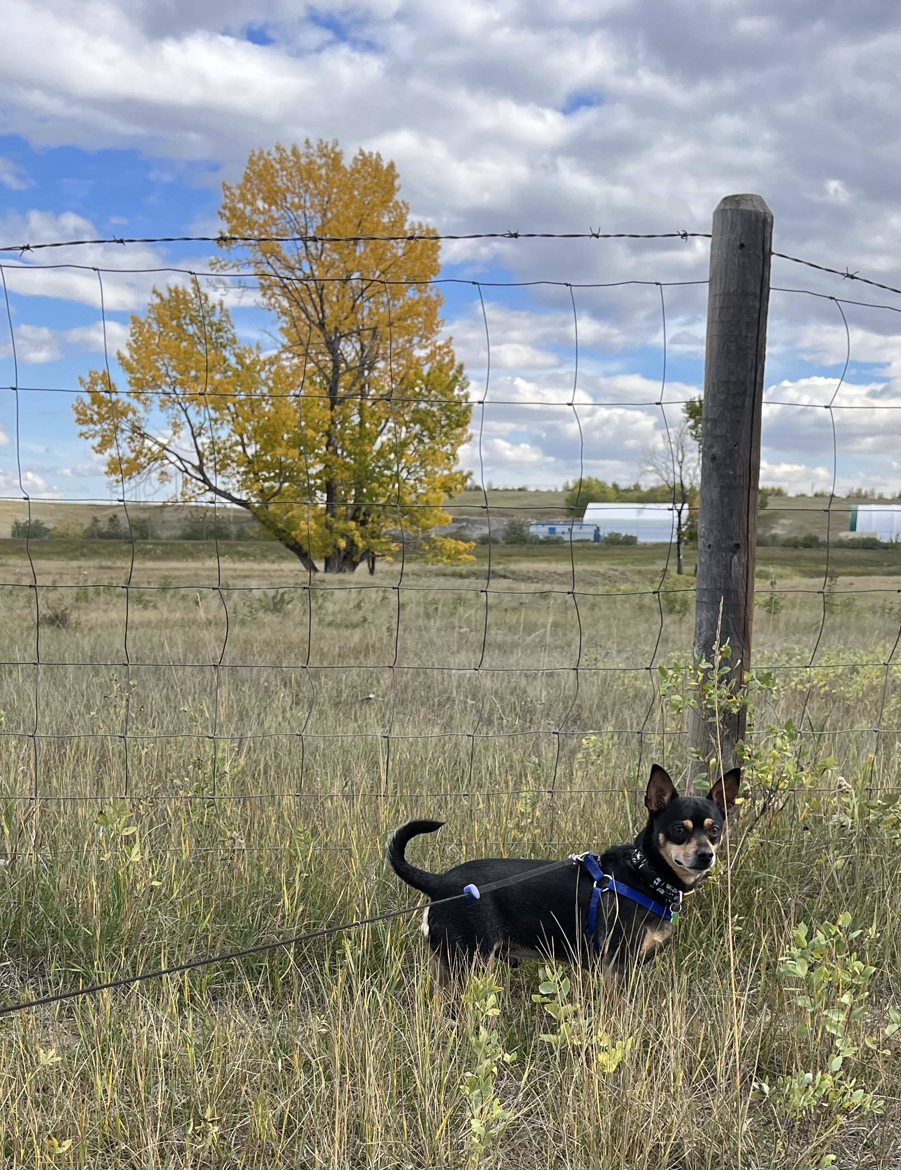 Chiko, an adoptable Chihuahua in Calgary, AB, T3E 7R3 | Photo Image 6