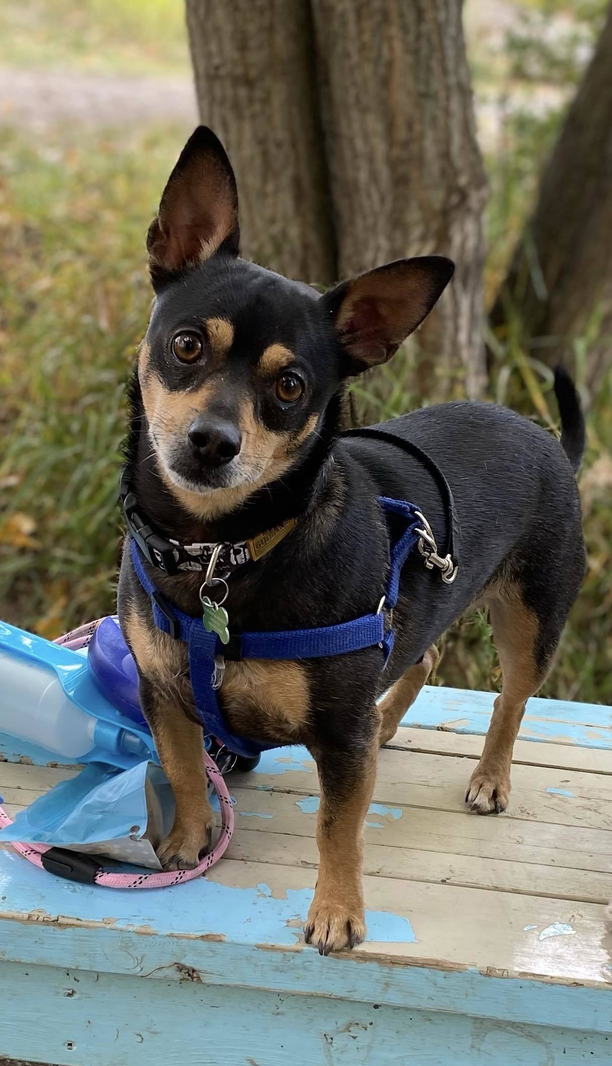 Chiko, an adoptable Chihuahua in Calgary, AB, T3E 7R3 | Photo Image 1