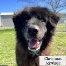 CHRISTMAS's profile on Petfinder.com