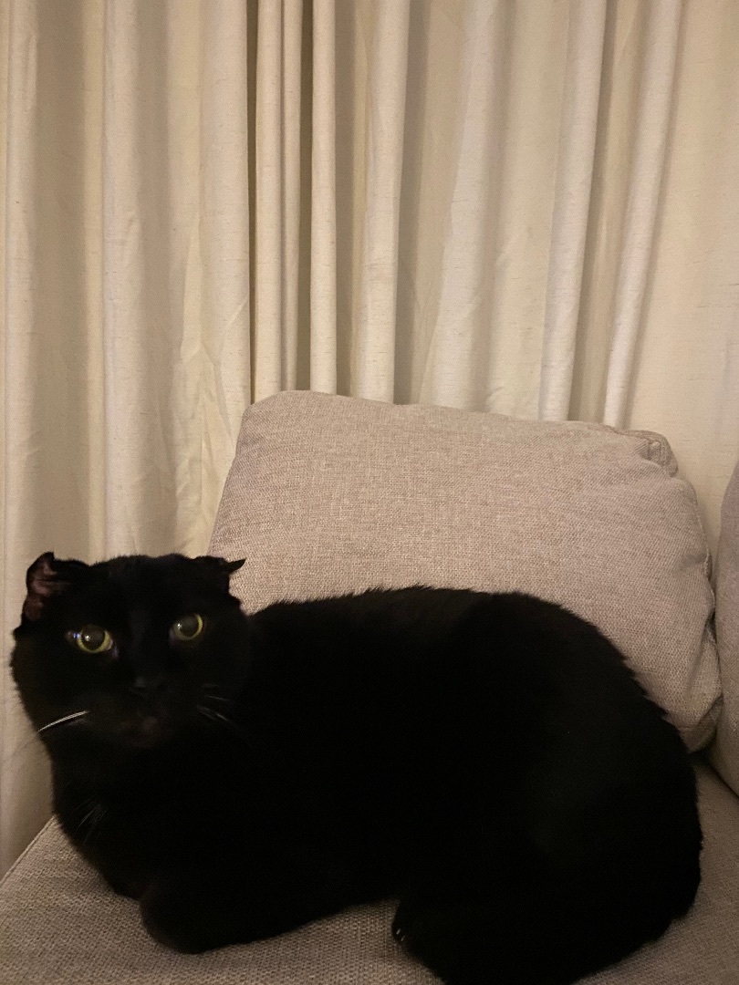 Poogalou , an adoptable Domestic Short Hair in Vancouver, BC, V6K 1P8 | Photo Image 2