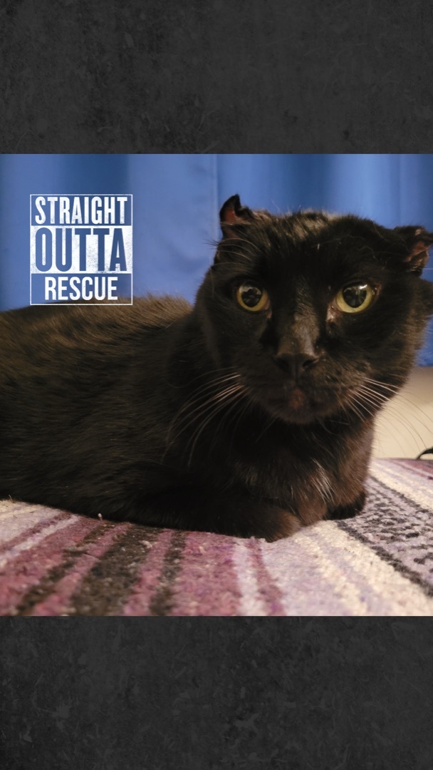 Poogalou , an adoptable Domestic Short Hair in Vancouver, BC, V6K 1P8 | Photo Image 5