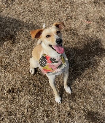 PELO, an adoptable Whippet in Chico, CA, 95973 | Photo Image 1