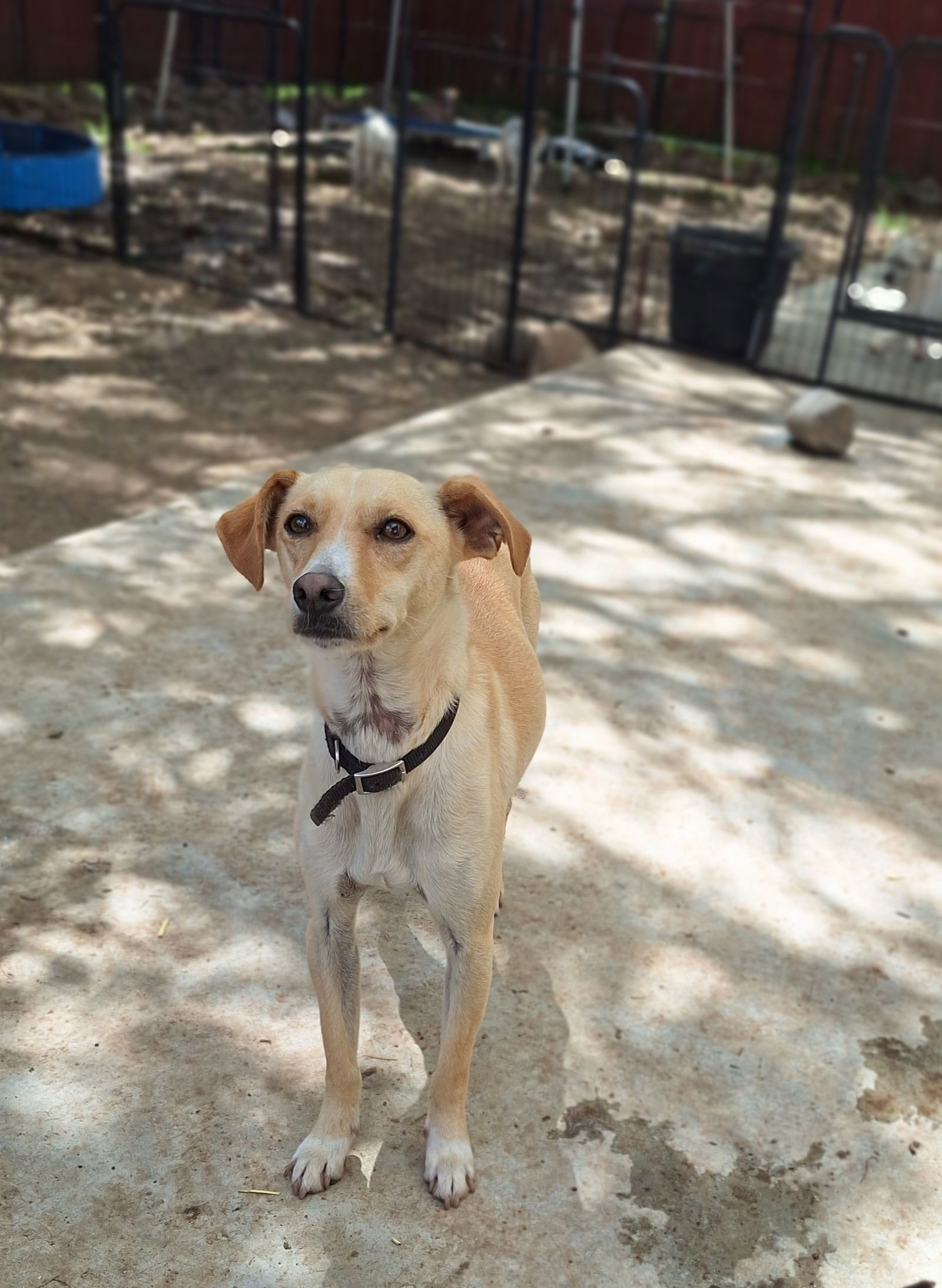 PELO, an adoptable Whippet in Chico, CA, 95973 | Photo Image 2