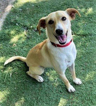 PELO, an adoptable Whippet in Chico, CA, 95973 | Photo Image 3