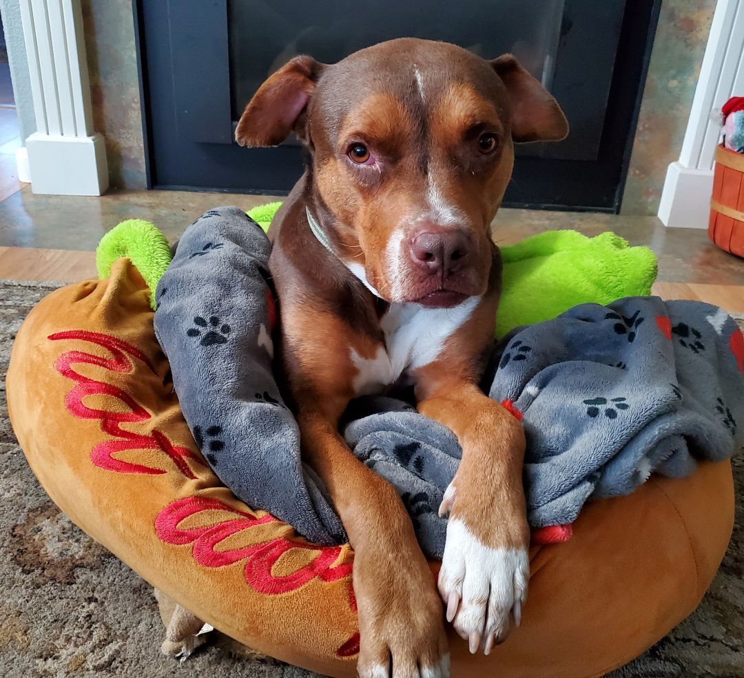 Dog for adoption - Panchita, a Pit Terrier & Mix in Santa Rosa, CA | Petfinder