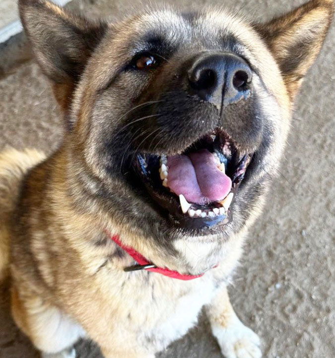 Rose, an adoptable Akita in Romoland, CA, 92585 | Photo Image 1