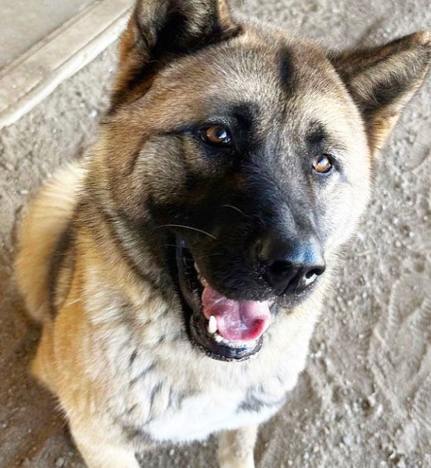 Rose, an adoptable Akita in Romoland, CA, 92585 | Photo Image 3