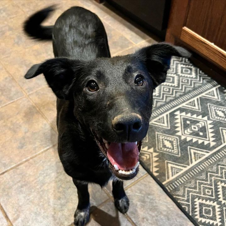 Georgia, an adoptable Black Labrador Retriever Mix in Oklahoma City, OK_image-6