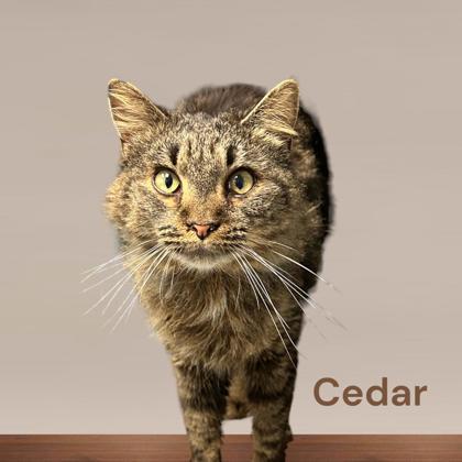 Cedar, an adoptable Domestic Medium Hair & Domestic Short Hair Mix in Cumberland, MD_image-1