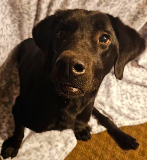 Buddy, an adoptable Labrador Retriever in Brooklyn Center, MN, 55429 | Photo Image 1