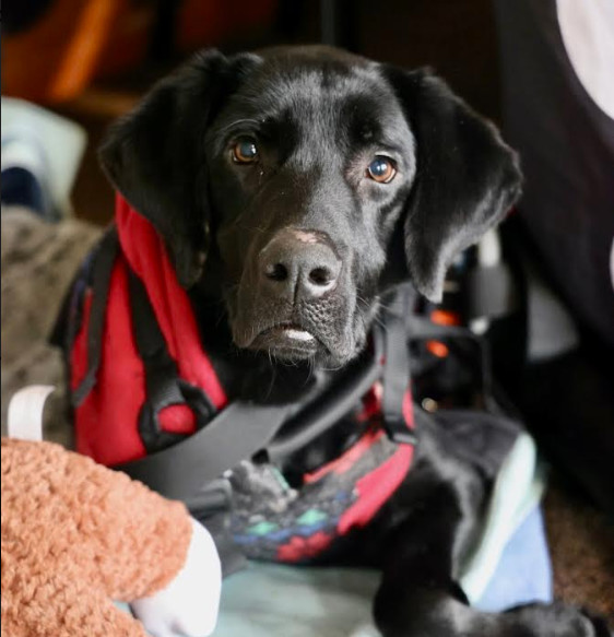 Buddy, an adoptable Labrador Retriever in Brooklyn Center, MN, 55429 | Photo Image 2