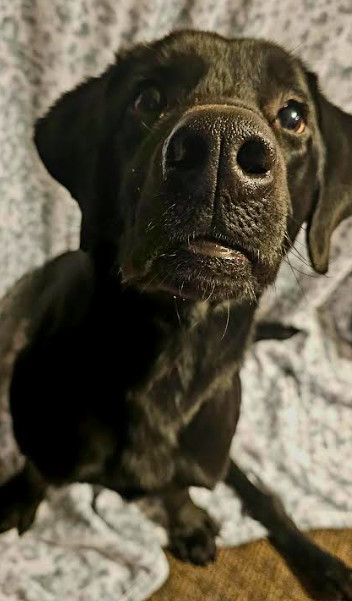 Buddy, an adoptable Labrador Retriever in Brooklyn Center, MN, 55429 | Photo Image 3