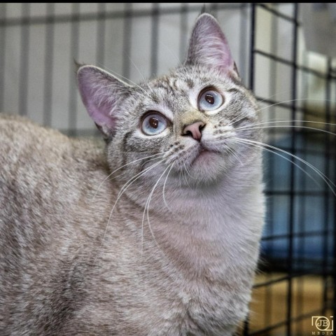 Shake, an adoptable Siamese in Hemet, CA, 92543 | Photo Image 1