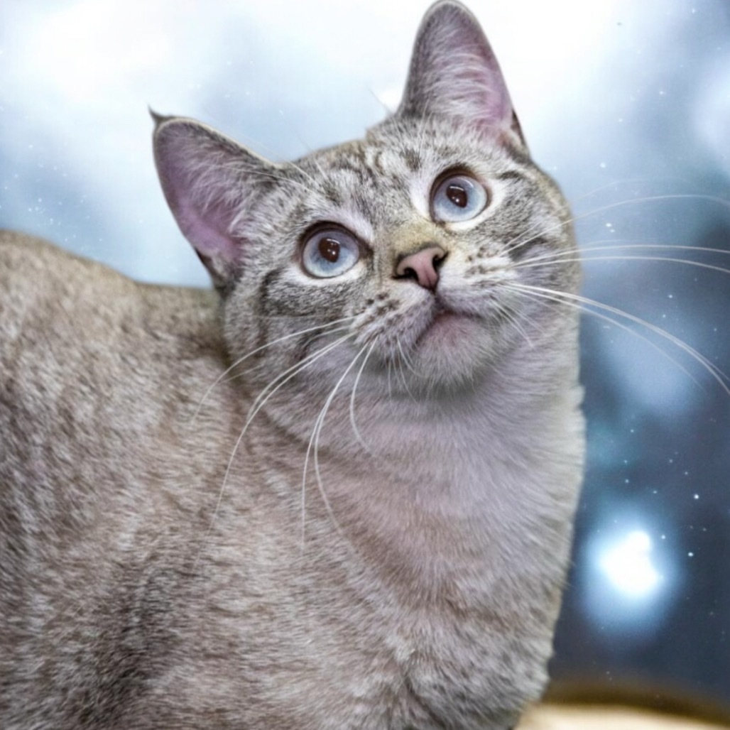 Shake, an adoptable Siamese in Hemet, CA, 92543 | Photo Image 1