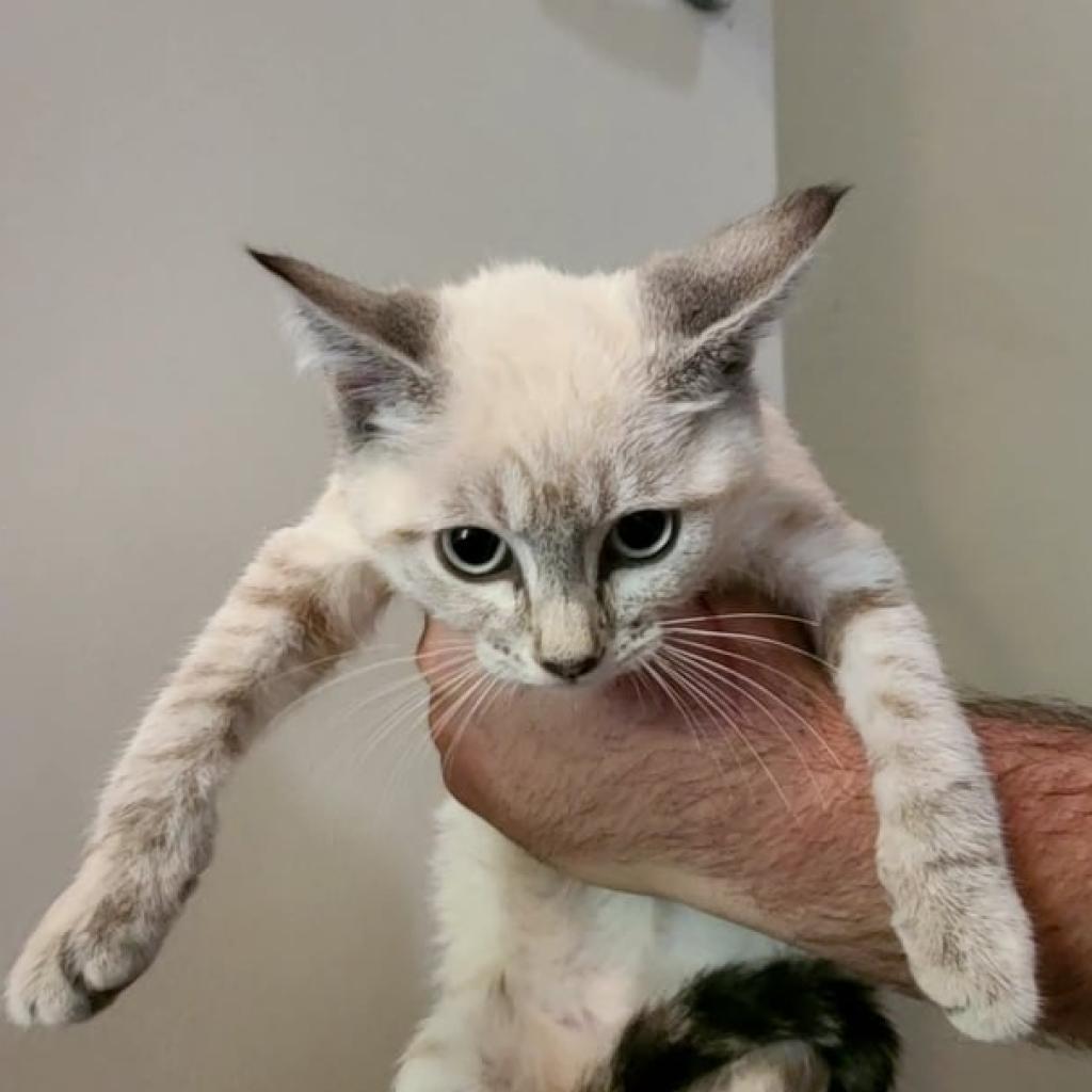 Shake, an adoptable Siamese in Hemet, CA, 92543 | Photo Image 2