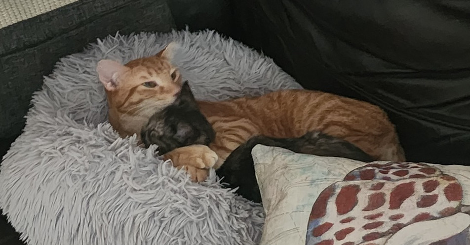 S'Amigo, an adoptable Domestic Short Hair in Virginia Beach, VA, 23455 | Photo Image 1