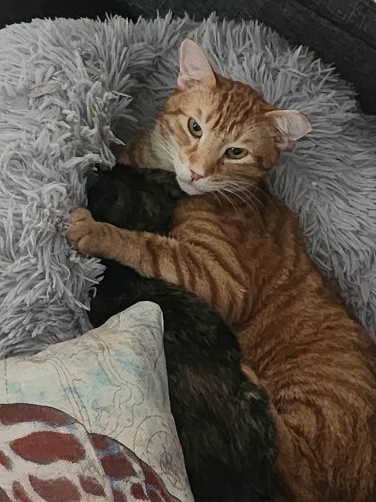 S'Amigo, an adoptable Domestic Short Hair in Virginia Beach, VA, 23455 | Photo Image 2