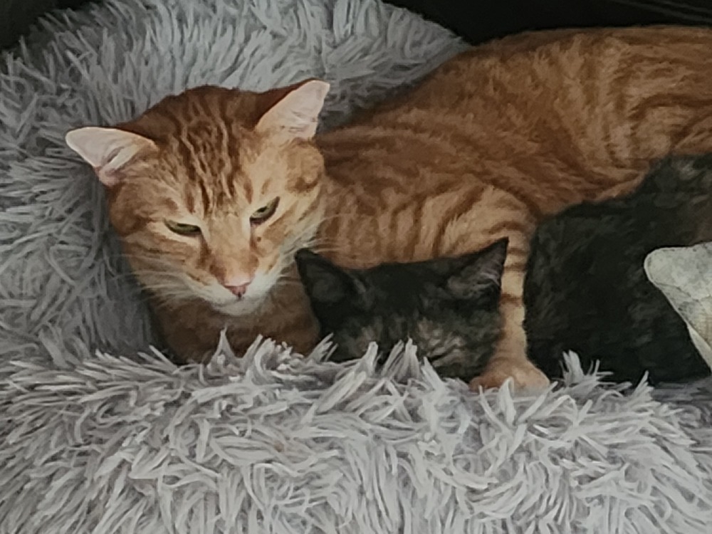 S'Amigo, an adoptable Domestic Short Hair in Virginia Beach, VA, 23455 | Photo Image 3