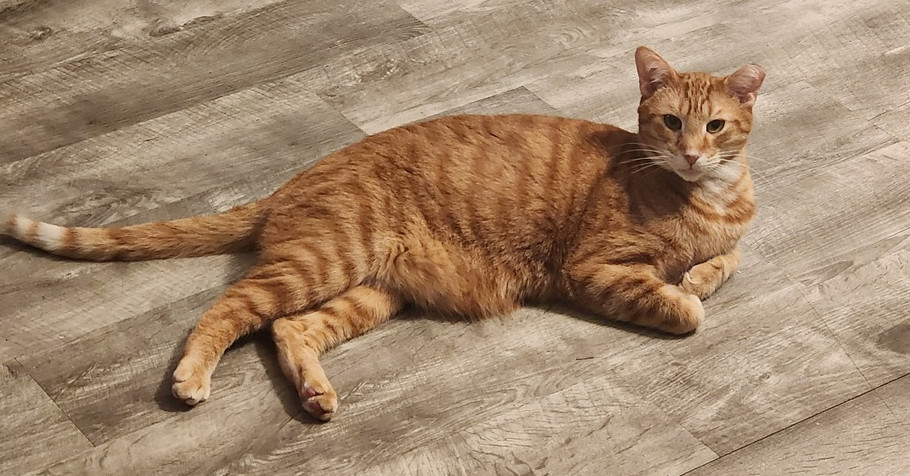 S'Amigo, an adoptable Domestic Short Hair in Virginia Beach, VA, 23455 | Photo Image 4