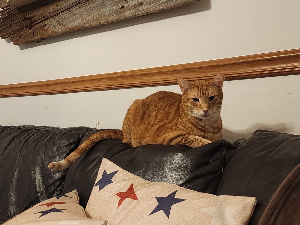 S'Amigo, an adoptable Domestic Short Hair in Virginia Beach, VA, 23455 | Photo Image 5