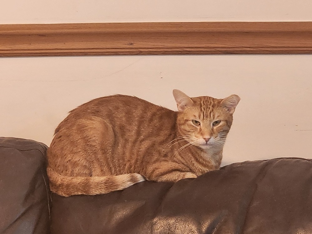 S'Amigo, an adoptable Domestic Short Hair in Virginia Beach, VA, 23455 | Photo Image 6