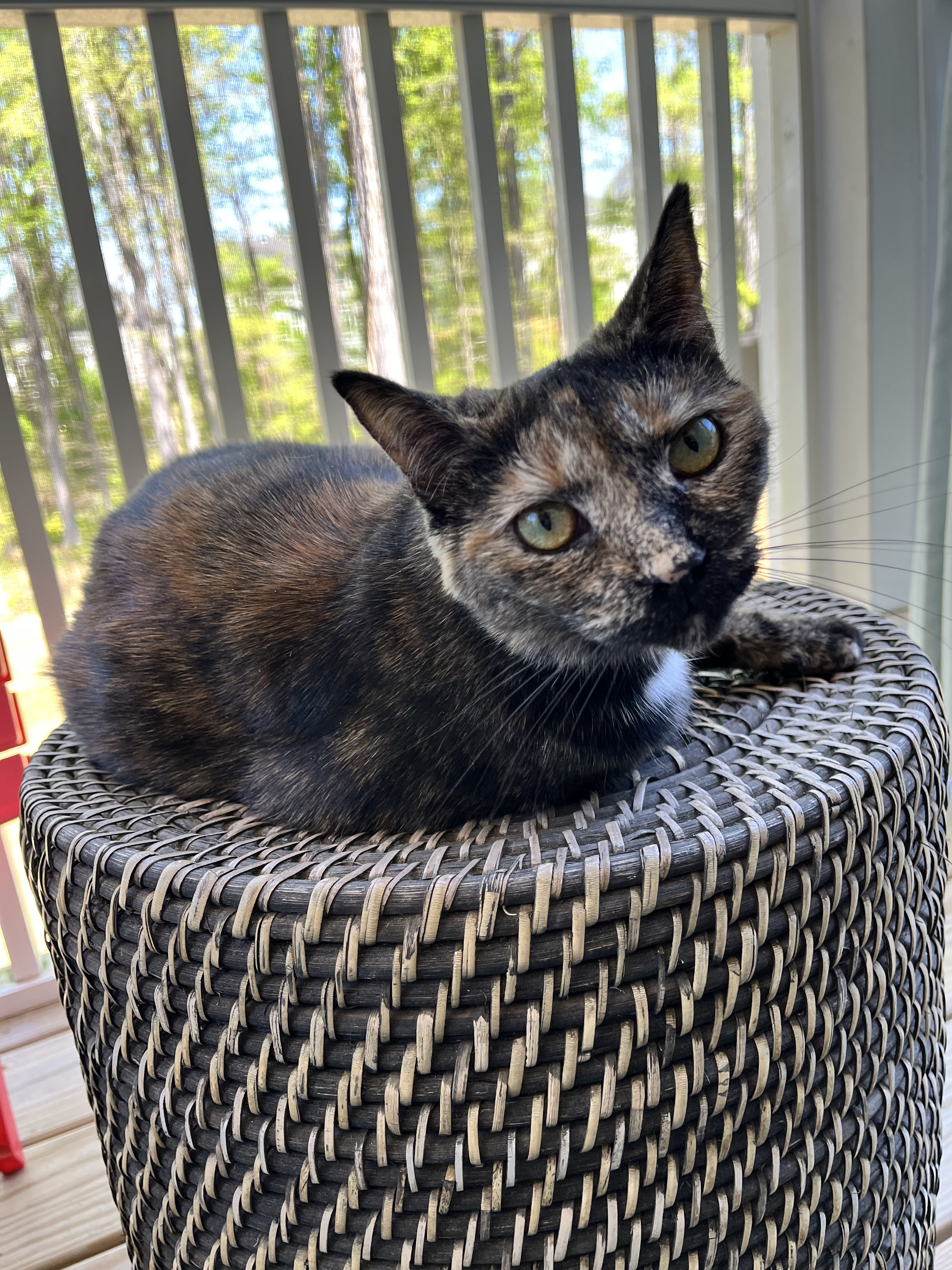 Jenny, an adoptable Domestic Short Hair in Raleigh, NC, 27616 | Photo Image 2