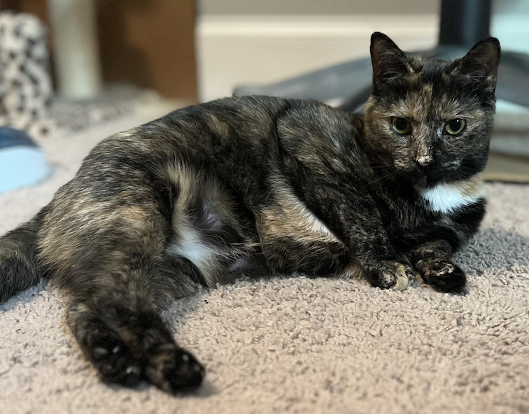 Jenny, an adoptable Domestic Short Hair in Raleigh, NC, 27616 | Photo Image 3