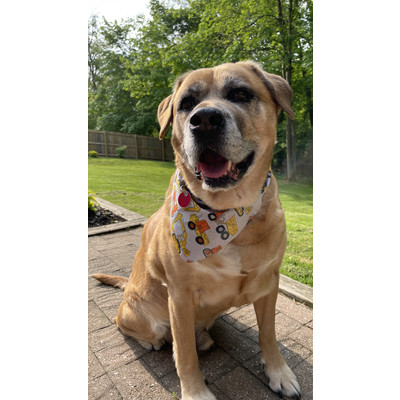 Titus, an adoptable Labrador Retriever in Portage, MI, 49002 | Photo Image 1