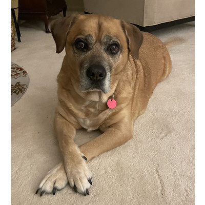 Titus, an adoptable Labrador Retriever in Portage, MI, 49002 | Photo Image 2