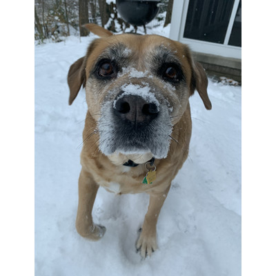 Titus, an adoptable Labrador Retriever in Portage, MI, 49002 | Photo Image 3