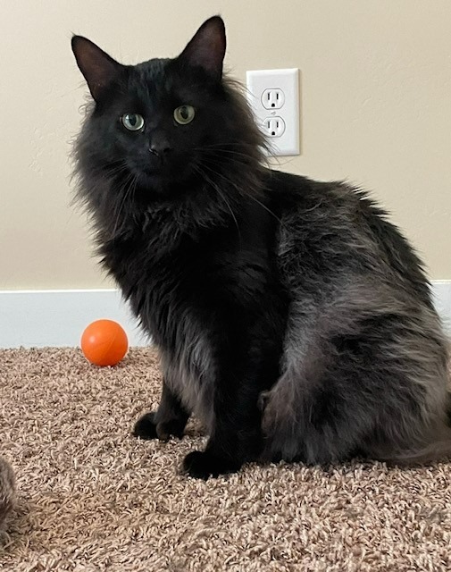 Severus, an adoptable Domestic Long Hair in Salt Lake City, UT, 84117 | Photo Image 2