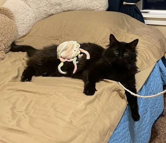 Severus, an adoptable Domestic Long Hair in Salt Lake City, UT, 84117 | Photo Image 2