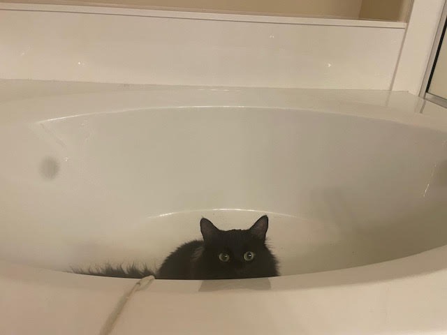 Severus, an adoptable Domestic Long Hair in Salt Lake City, UT, 84117 | Photo Image 3