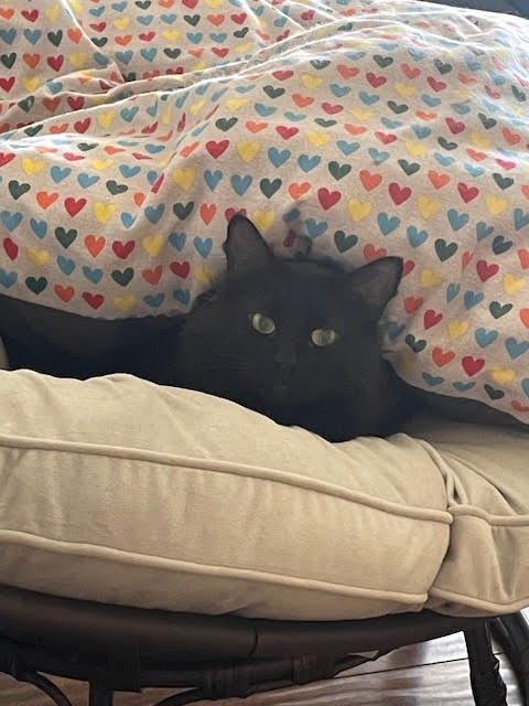 Severus, an adoptable Domestic Long Hair in Salt Lake City, UT, 84117 | Photo Image 4