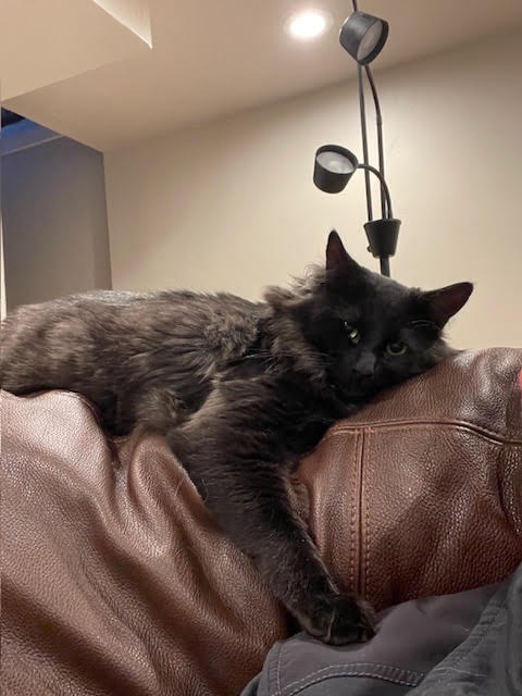 Severus, an adoptable Domestic Long Hair in Salt Lake City, UT, 84117 | Photo Image 5