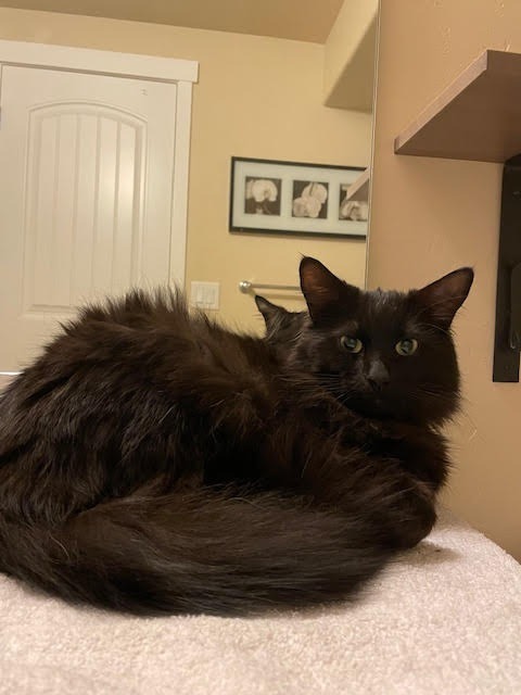 Severus, an adoptable Domestic Long Hair in Salt Lake City, UT, 84117 | Photo Image 6